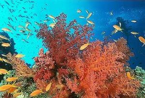 Weichkorallen im Roten Meer
