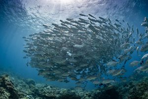 Goßer Fischschwarm auf Palau