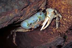 Christmas Island - Blue Crab
