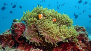 Anemone mit Clownfischen
